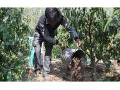 有機肥用量多也不都是好處