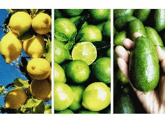 香水檸檬種植基地：香水檸檬和普通的檸檬的差別在哪？