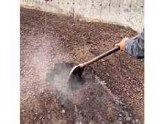 博檸檸檬膏批發：檸檬種植的前期培育與后期管理
