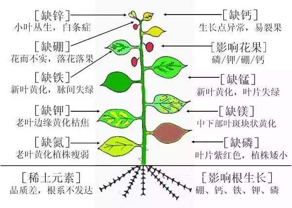 內蒙古有機肥